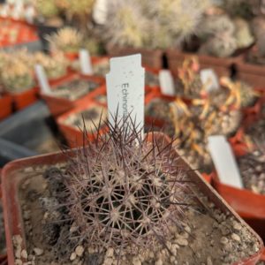 Echinomastus acunensis