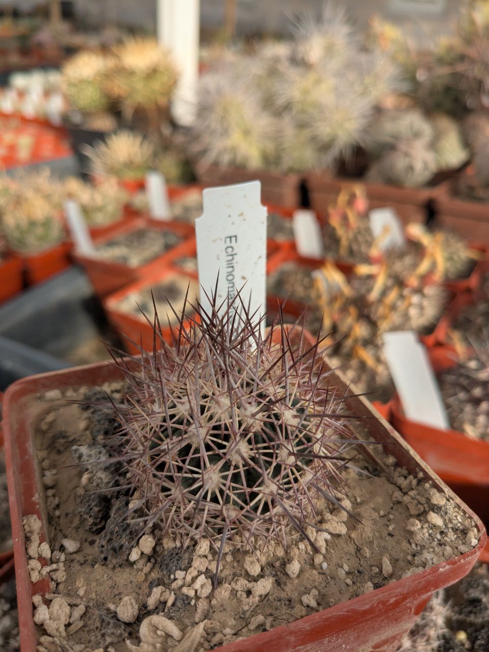 Echinomastus acunensis
