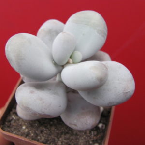 Pachyphytum   oviferum