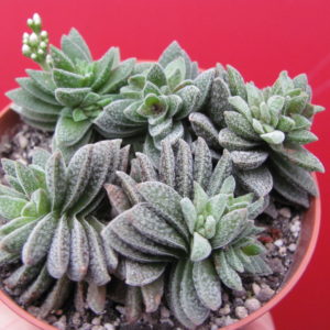 Crassula Frosty