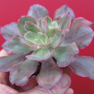 Echeveria  Red Prince