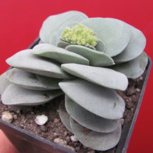 Crassula  Morgan Beauty