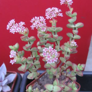 Crassula  laginosa