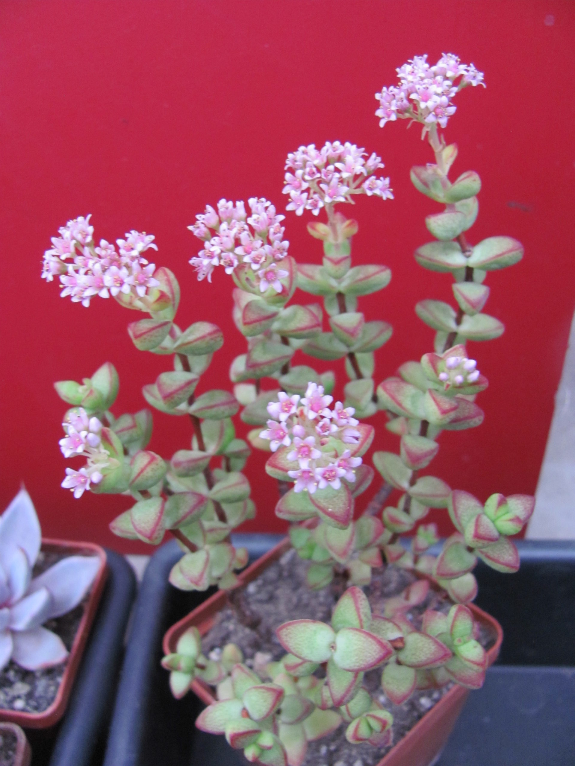 Crassula  laginosa