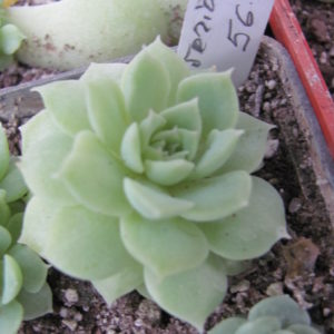 Echeveria    hybr.   56    Italy