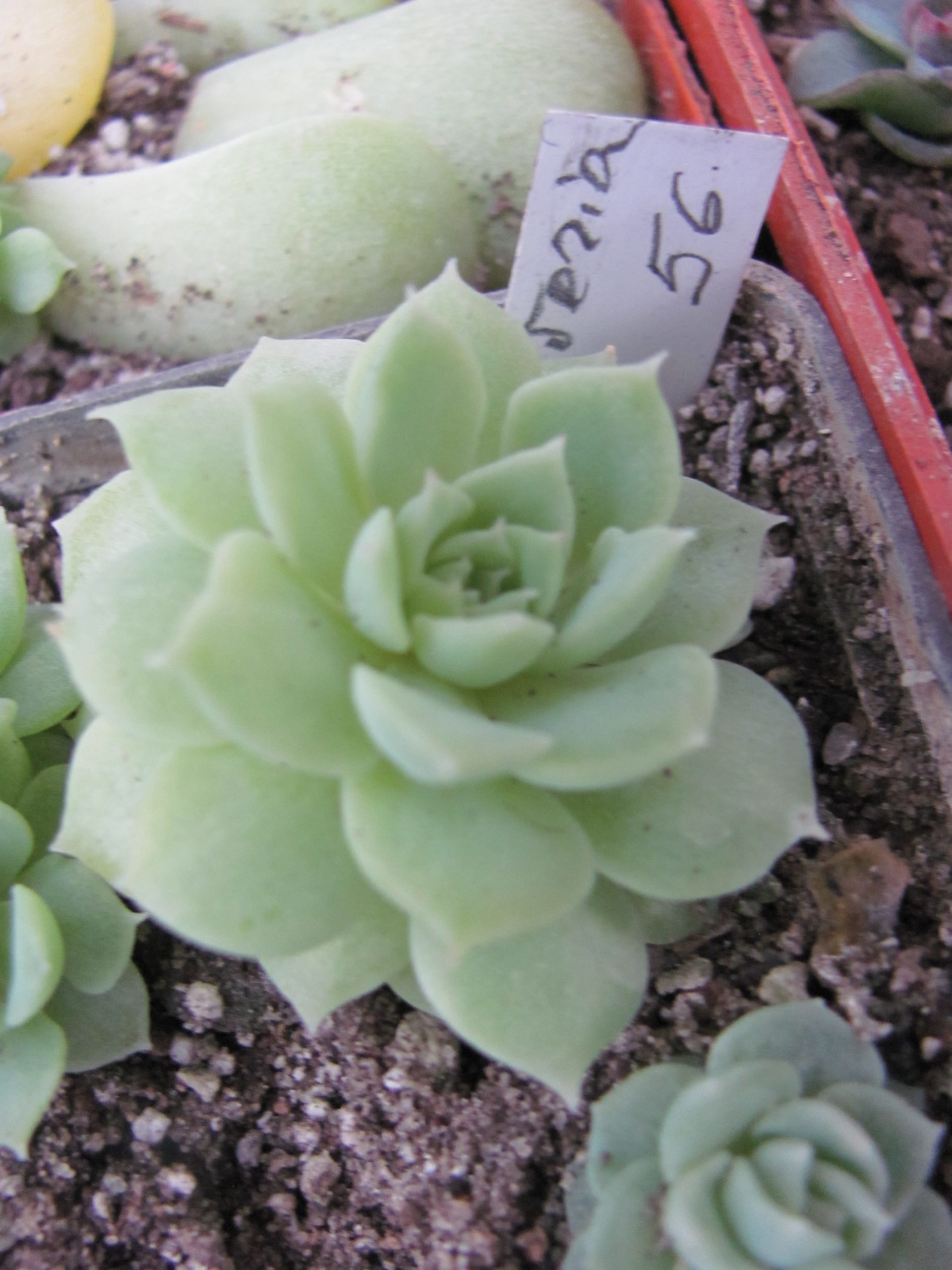 Echeveria    hybr.   56    Italy