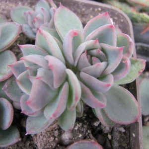 Echeveria  Floreana