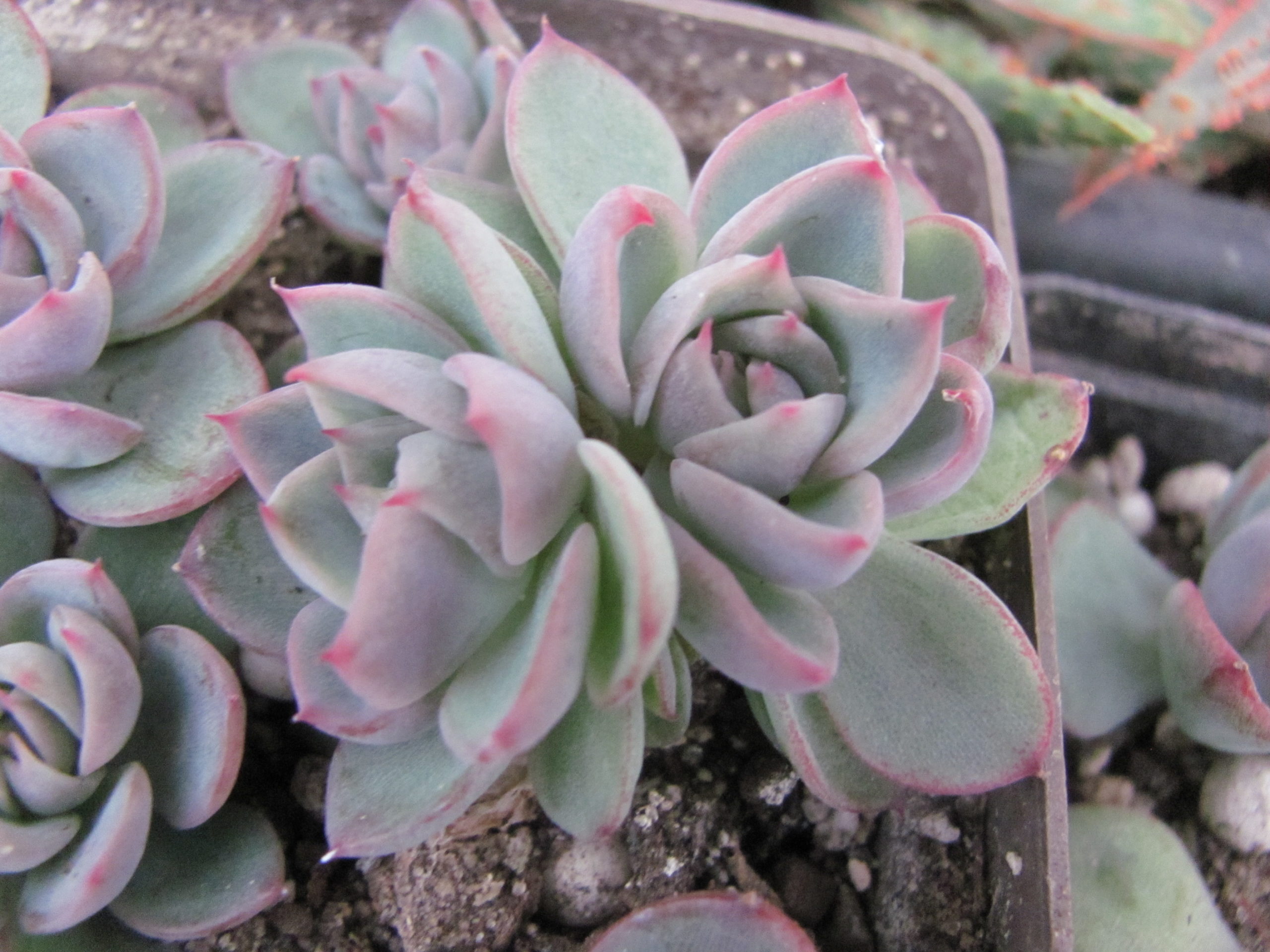 Echeveria  Floreana