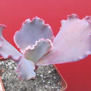 Echeveria Silveron Red