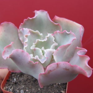 Echeveria