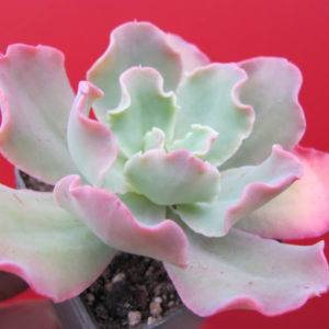 Echeveria Blue Curls