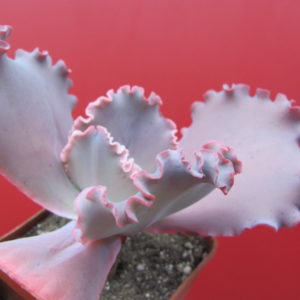 Echeveria  Silveron Red