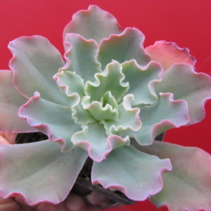 Echeveria   Blue Curls