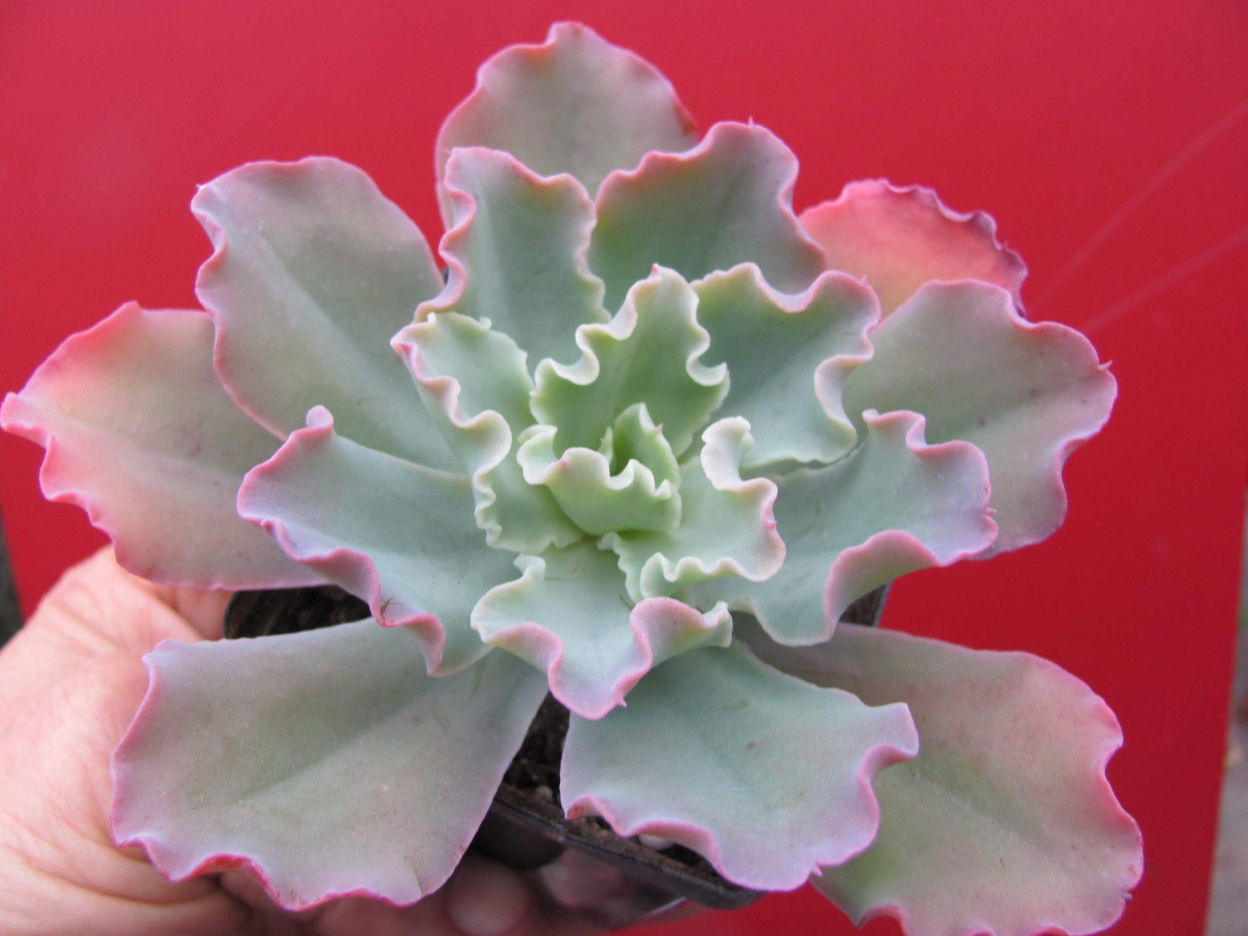 Echeveria   Blue Curls