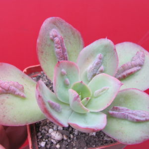 Echeveria    Baron Bold
