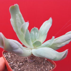 Echeveria Culibra