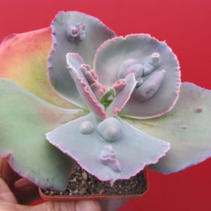 Echeveria Raggamuffin