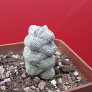 Crassula deceptor