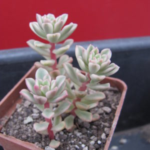 Sedum  *Joyce Tulloch* variegata