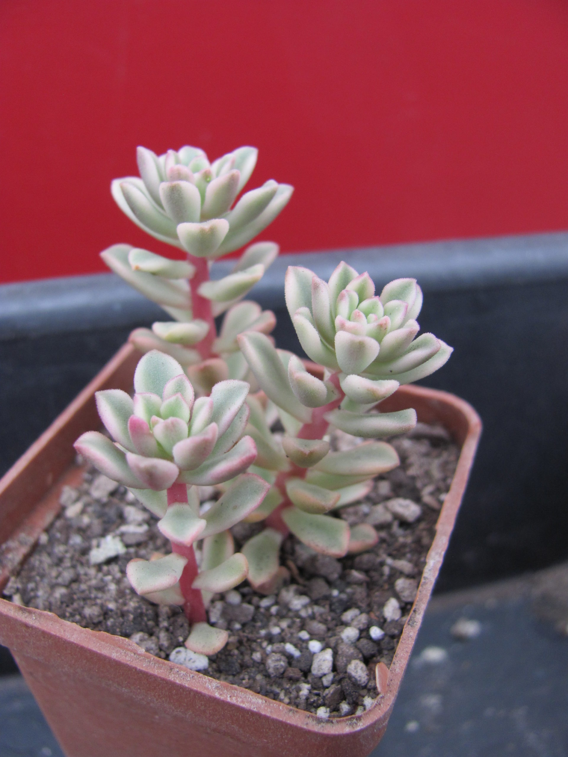 Sedum  *Joyce Tulloch* variegata