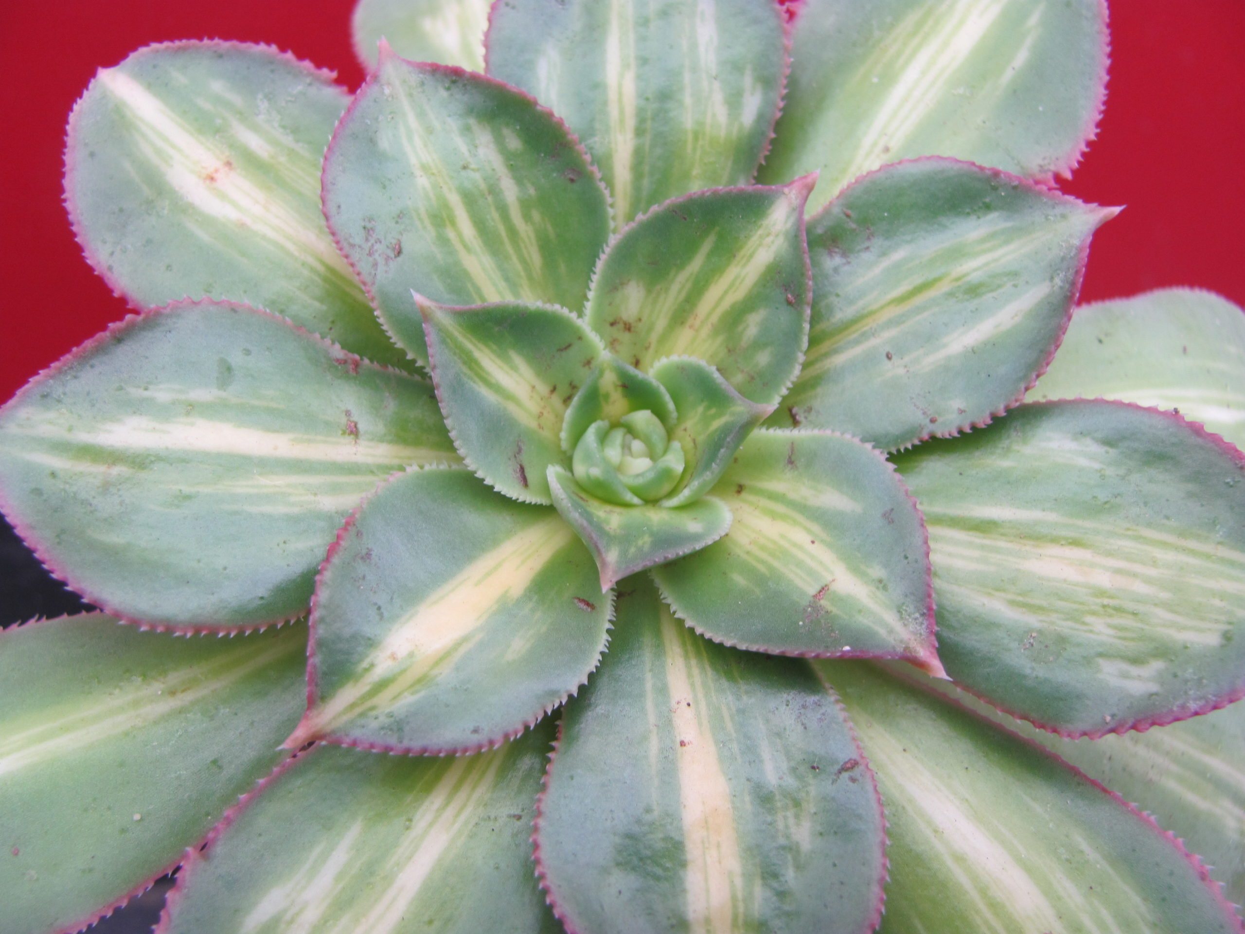 Aeonium Moonburst variegata