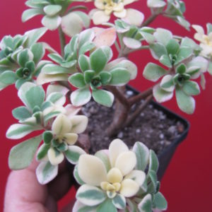 Aeonium   domesticum variegata