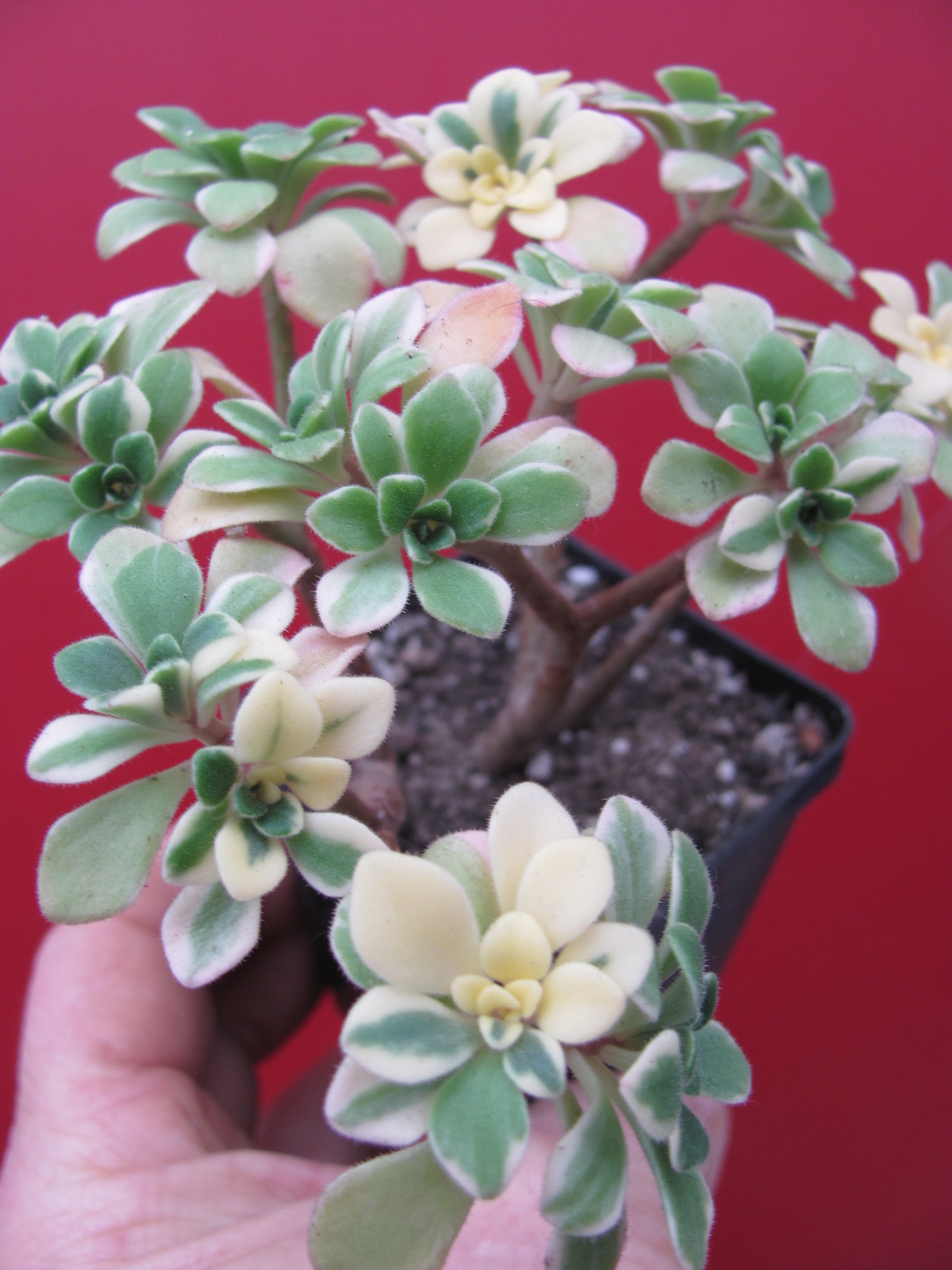Aeonium   domesticum variegata