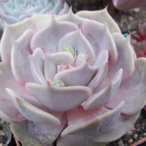 Echeveria  hybr.