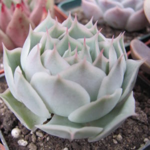 Echeveria Laguna Sanchez  hybr.