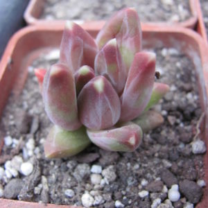 Pachyphytum  compactum   *Purple Diamond*