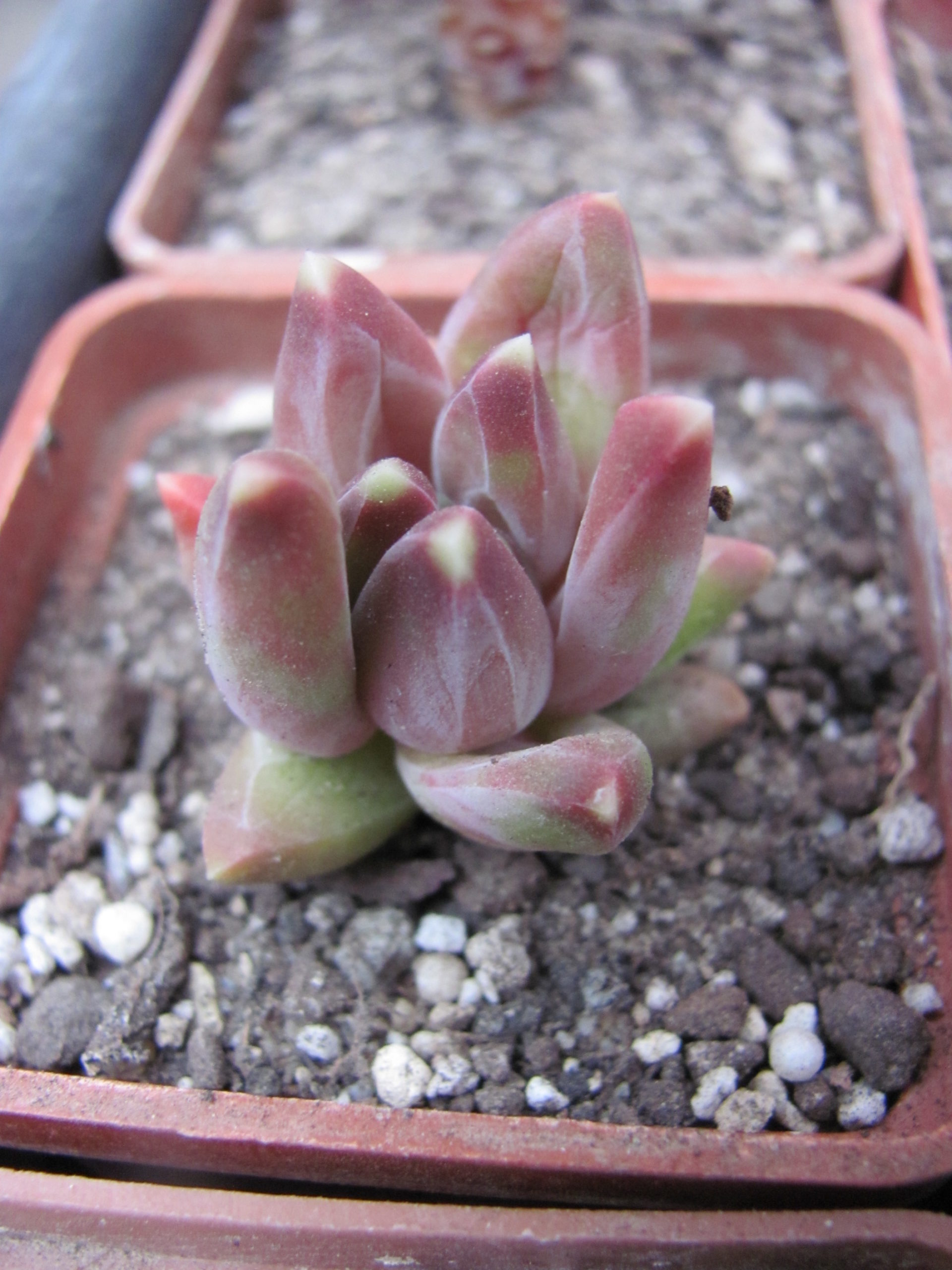 Pachyphytum  compactum   *Purple Diamond*