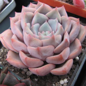 Echeveria  hybr.