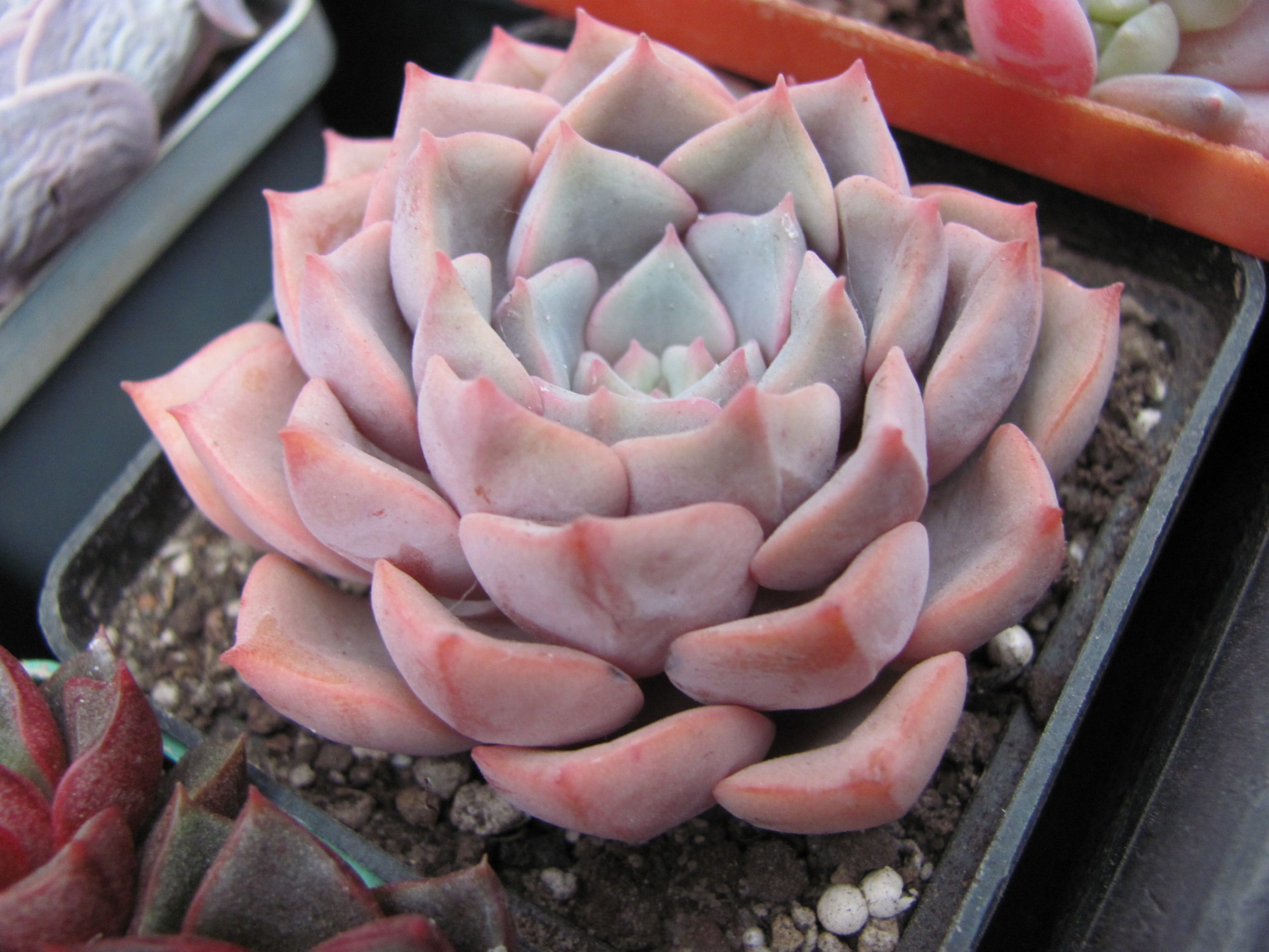 Echeveria  hybr.