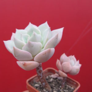 Echeveria titubans