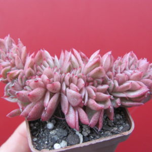 Echeveria Gilva cristata
