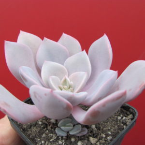 Echeveria Debbie