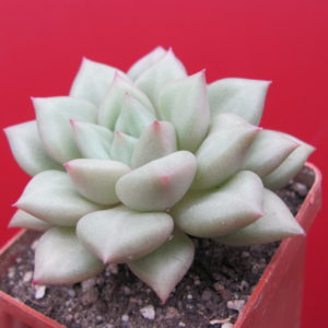 Echeveria Van Keppel