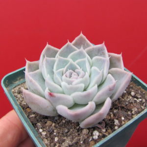 Echeveria  hybr.