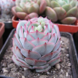 Echeveria derenbergii