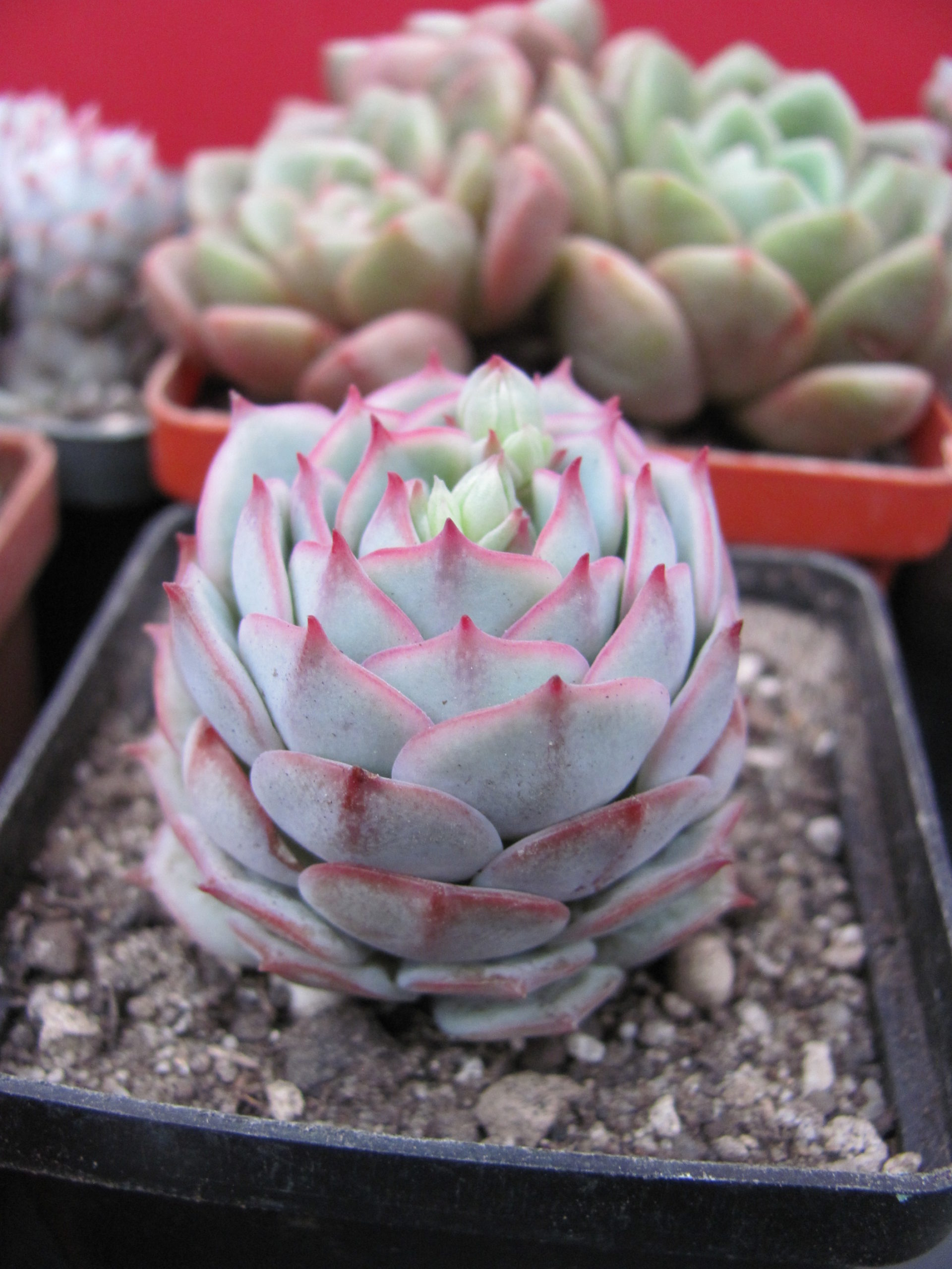 Echeveria derenbergii