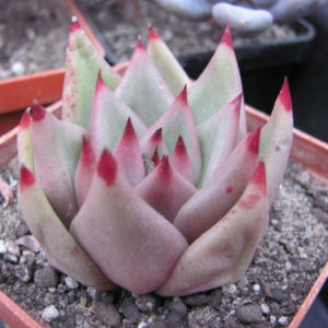 Echeveria  Romeo  x  Rubin
