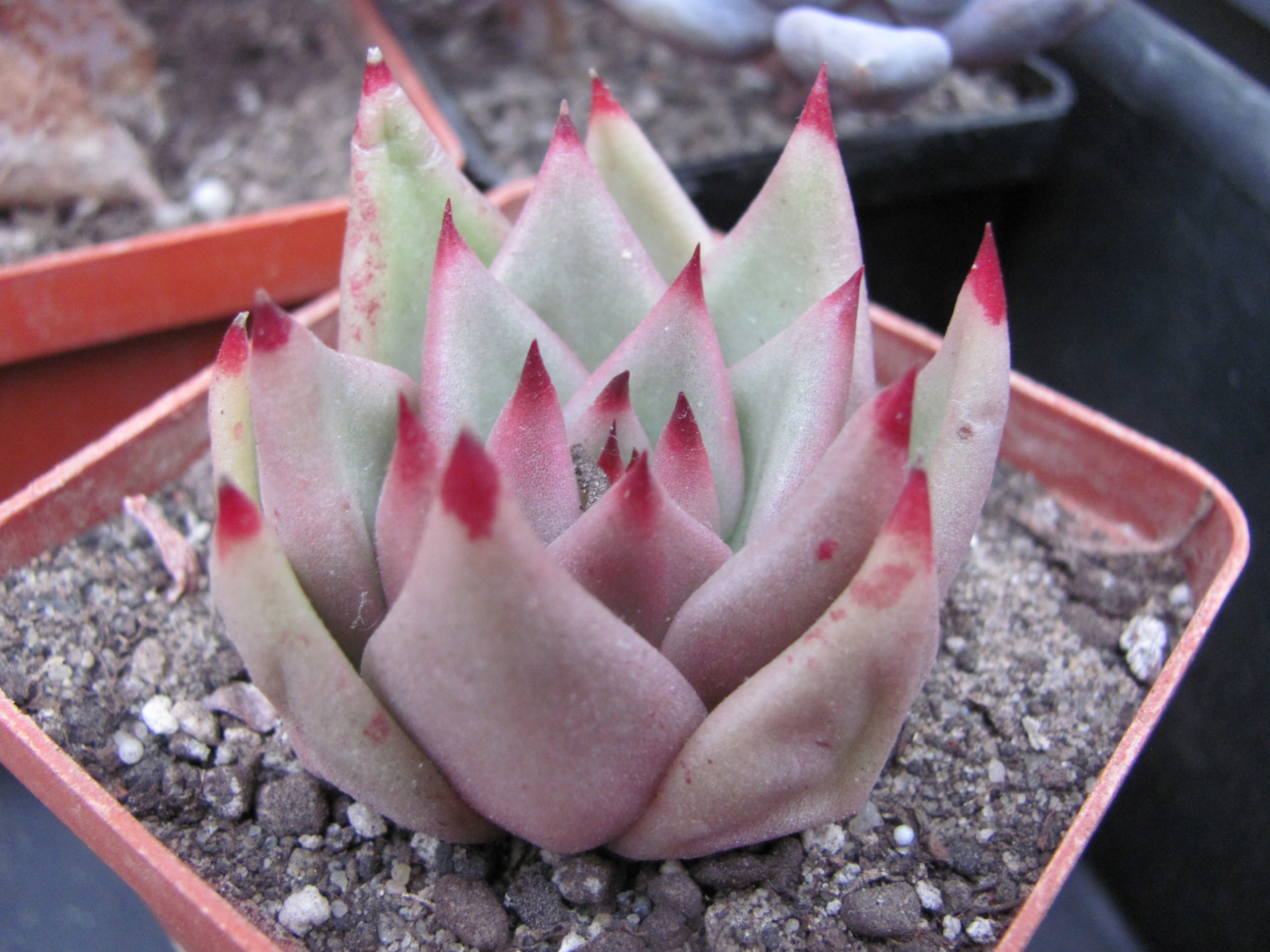 Echeveria  Romeo  x  Rubin