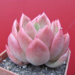 Echeveria Gilva