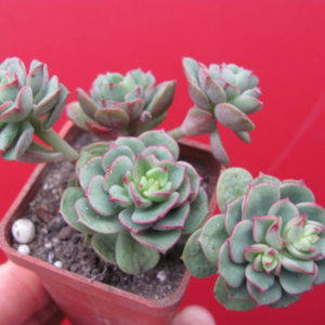Sedeveria Pudgy