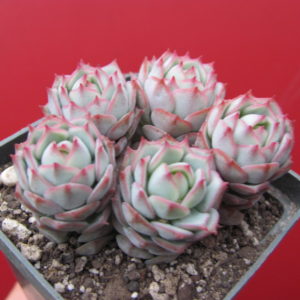 Echeveria   derenbergii