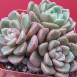 Echeveria   hybr.
