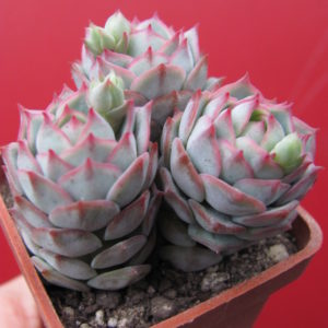 Echeveria  derenbergii