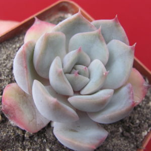 Echeveria   hybr.