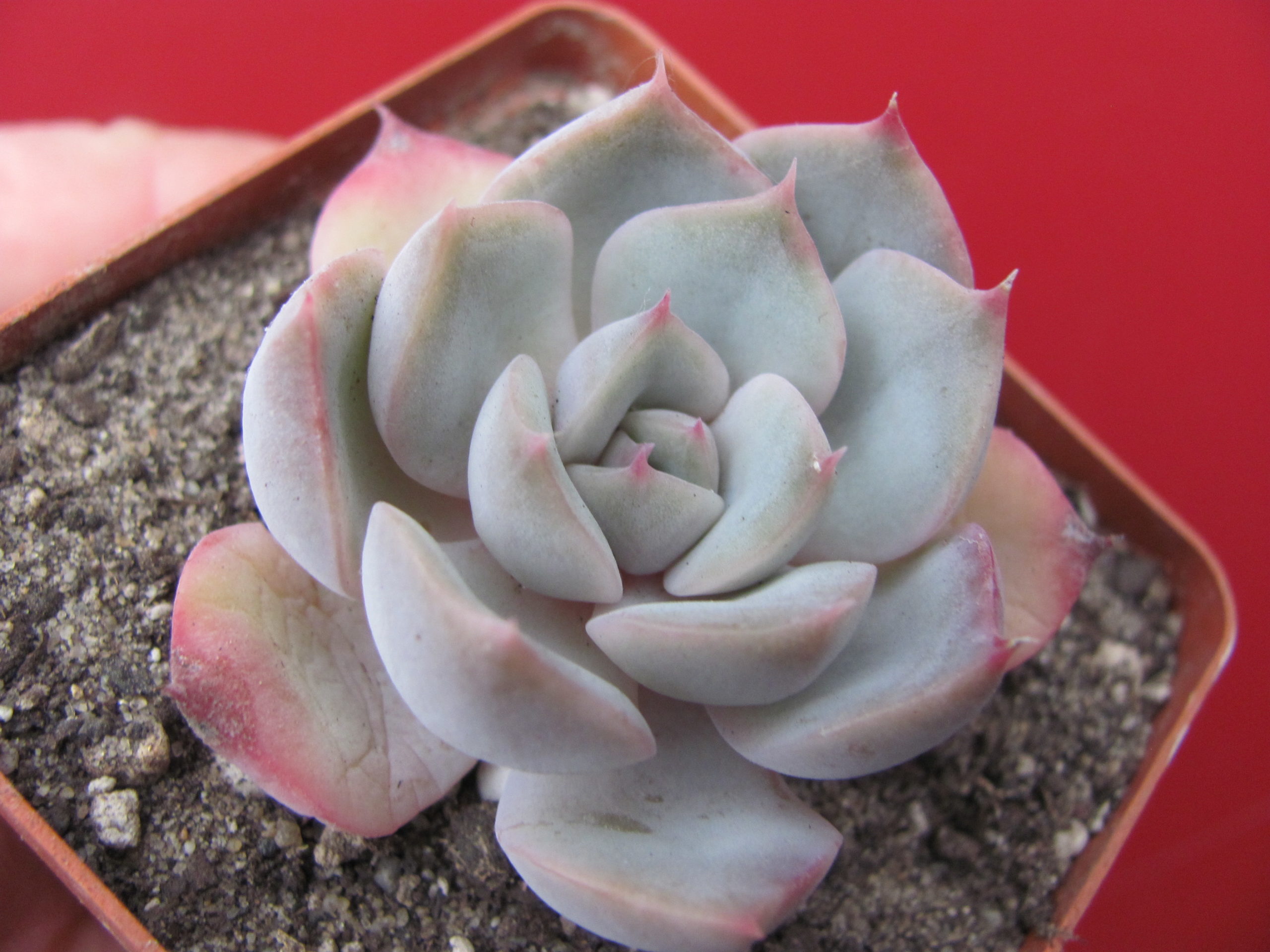 Echeveria   hybr.