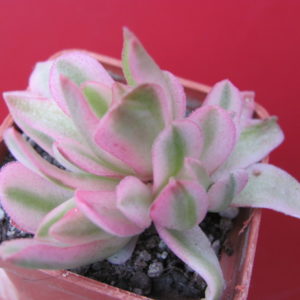 Crassula   Campfire variegata